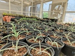 Cinvestav como aliado del agave, patrimonio cultural con beneficios para la salud