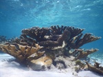 Estudios buscan fortalecer la diversidad genética de corales