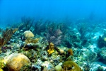 Arrecife Alacranes, potencial refugio frente al blanqueamiento de los corales