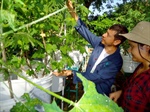 Estudian planta domesticada por los mayas para entender la diversificación de especies