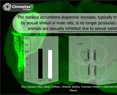 The nucleus accumbens dopamine increase, typically triggered by sexual stimuli in male rats, is no longer produced when animals are sexually inhibited due to sexual satiety.