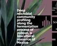 Deep microbial community profiling along the fermentation process of pulque a biocultural resource of Mexico