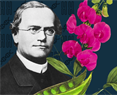 Gregor J. Mendel