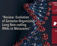 Review: Evolution of Genome-Organizing Long Non-coding RNAs in Metazoans