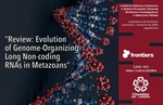Review: Evolution of Genome-Organizing Long Non-coding RNAs in Metazoans