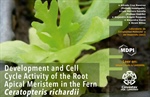Development and Cell Cycle Activity of the Root Apical Meristem in the Fern Ceratopteris richardii
