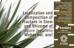 Localization and Composition of Fructans in Stem and Rhizome of Agave tequilana Weber var. azul