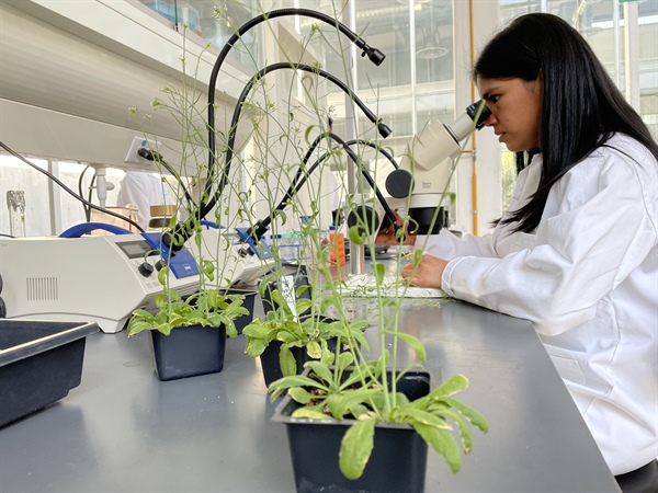 Biotecnología de plantas