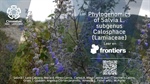 Phylogenomics of Salvia L. subgenus Calosphace (Lamiaceae)