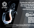 Cnidarian hair cell development illuminates an ancient role for the class IV POU transcription factor in defining mechanoreceptor identity