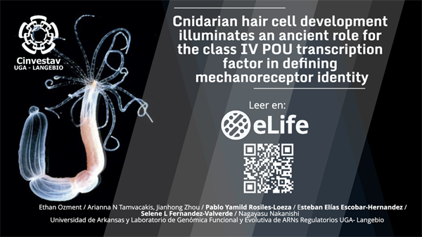 Cnidarian hair cell development illuminates an ancient role for the class  IV POU transcription factor in defining mechanoreceptor identity