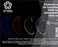 Evidence of requirement for homologous-mediated DNA repair during Ambystoma mexicanum limb regeneration