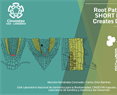 Root Patterning: Tuning SHORT ROOT Function Creates Diversity in Form