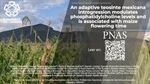 An adaptive teosinte mexicana introgression modulates phosphatidylcholine levels and is associated with maize flowering time