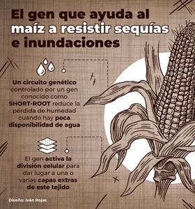 Científico mexicano identifica el gen que ayuda al maíz a resistir...