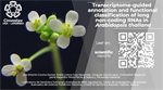 Transcriptome-guided annotation and functional classification of long non-coding RNAs in Arabidopsis thaliana