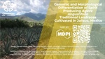 Genomic and Morphological Differentiation of Spirit Producing Agave angustifolia Traditional Landraces Cultivated in Jalisco, Mexico