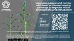 Liguleless narrow and narrow odd dwarf act in overlapping pathways to regulate maize development and metabolism