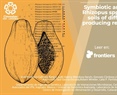 Symbiotic and toxinogenic Rhizopus spp. isolated from soils of different papaya producing regions in Mexico