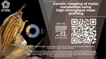 Genetic mapping of maize metabolites using high-throughput mass profiling
