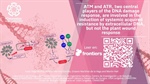 ATM and ATR, two central players of the DNA damage response, are involved in the induction of systemic acquired resistance by extracellular DNA, but not the plant wound response