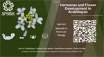 Hormones and Flower Development in Arabidopsis
