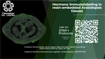 Hormone immunolabeling in resin-embedded Arabidopsis tissues