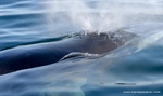 Contribuye la secuenciación genómica con la conservación de la ballena de aleta en el Pacífico