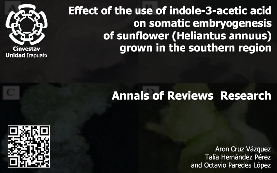 Effect of the use of indole-3-acetic acid on somatic embryogenesis of sunflower (Heliantus annuus) grown in the southern region