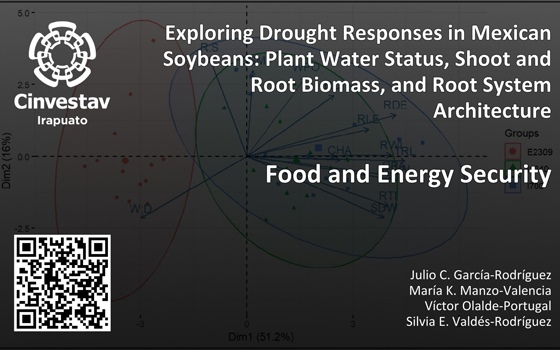 Exploring Drought Responses in Mexican Soybeans: Plant Water Status, Shoot and Root Biomass, and Root System Architecture